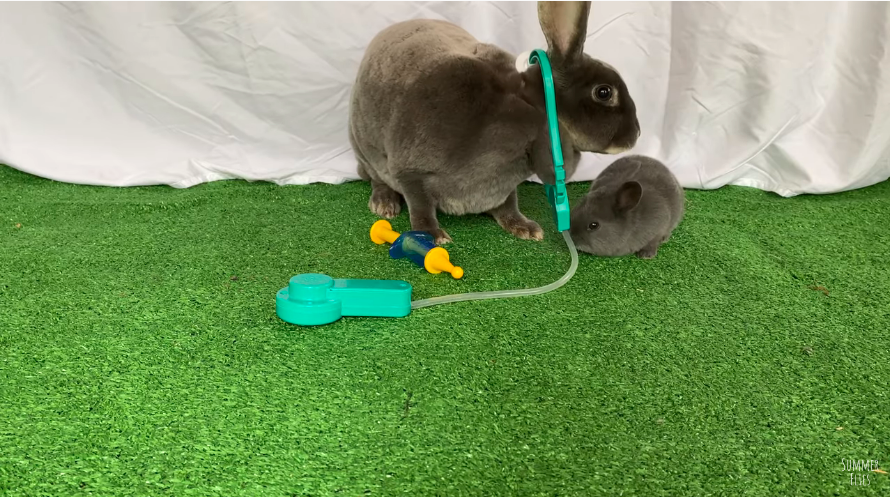 Adult and baby bunny, on astroturf with a white fabric backdrop. The adult bunny has a toy stethoscope around it's nect, and a toy syringe beside it.